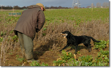 Field Trial Training